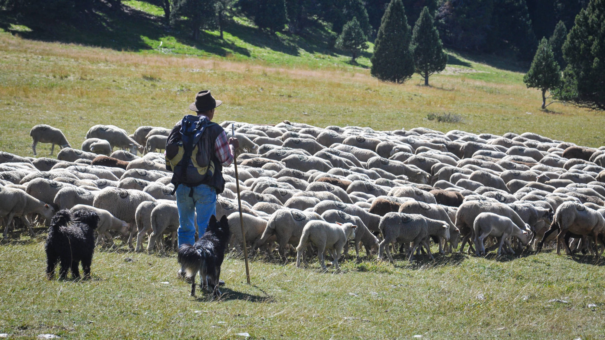 berger avec ses chiens et son troupeau