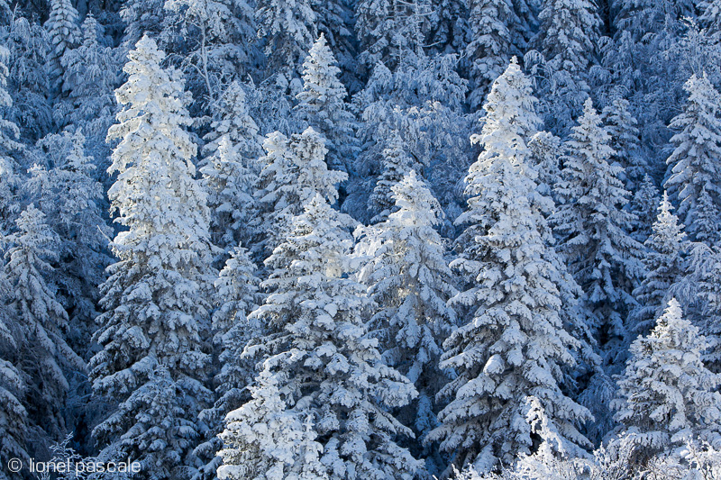 Ambiance givrée dans la forêt de Lente - Vercors