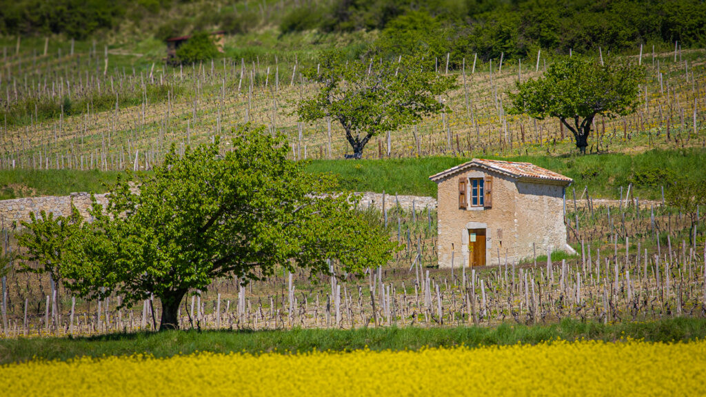 Les cabanons de vigne au printemps dans les environs de Châtillon en Diois