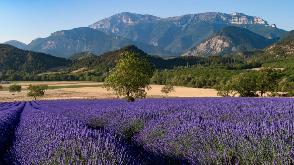 Lavande dans le Diois