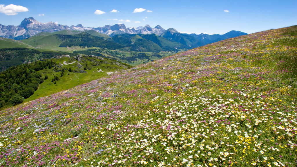 les prairies fleuries des montagnes du Diois au pied du Vercors