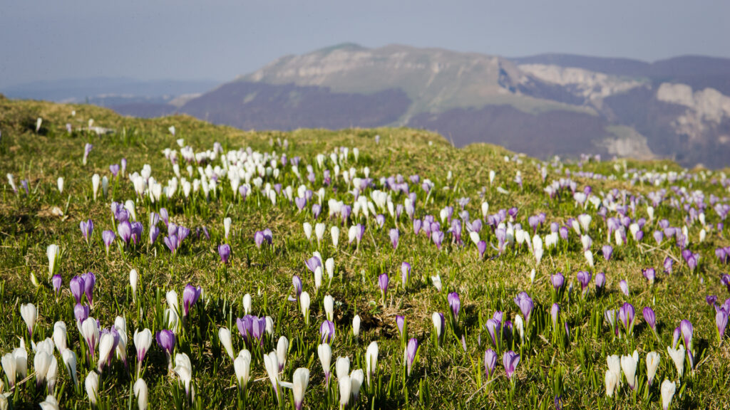 fleurs de crocus au printemps sur les hauts-plateaux du Vercors