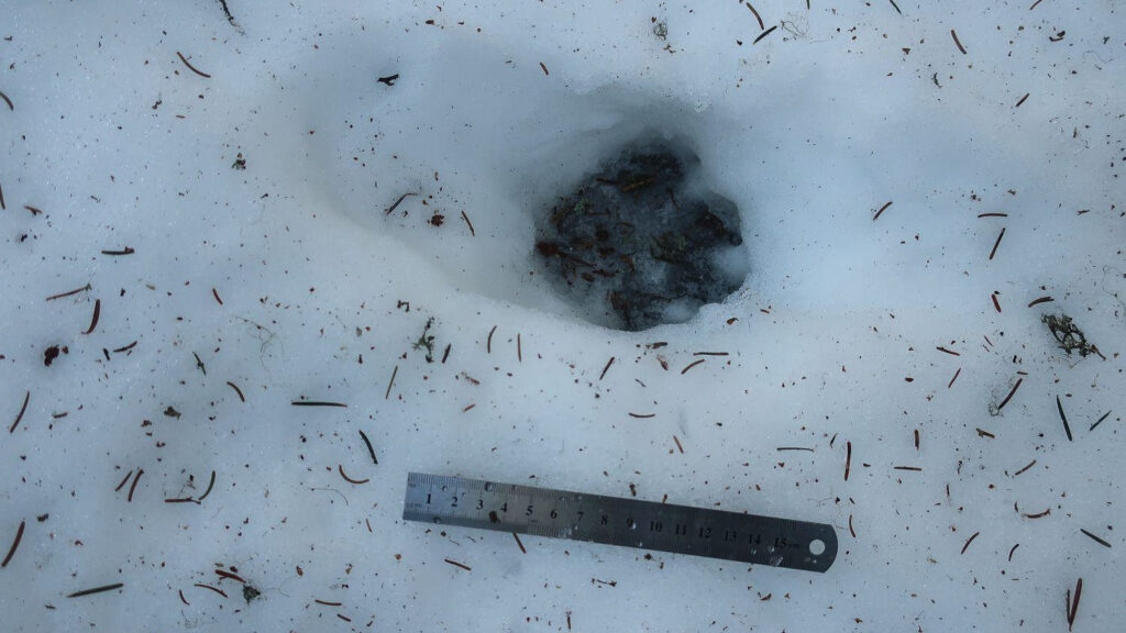 Mesure d'une empreinte de loups dans le Vercors