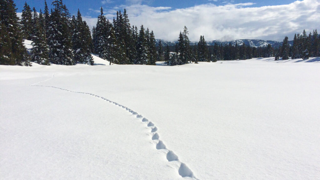 traces dans la neige laissée par un cervidé dans le Vercors