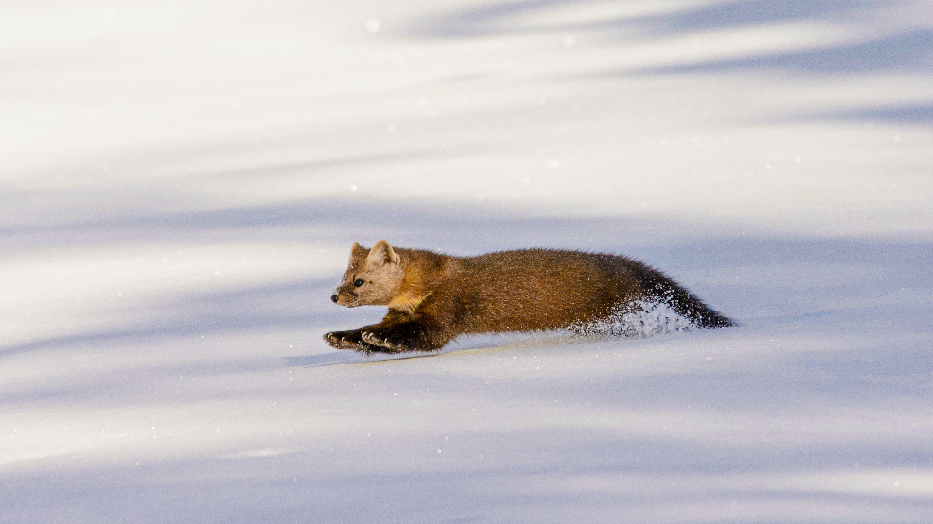 Les animaux en hiver - Vercors Escapade