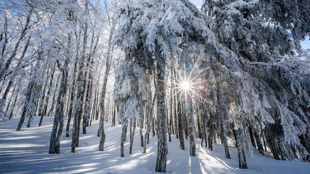 Forêt enneigée dans le Vercors