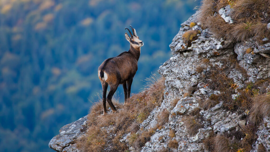 chamois dans le Parc Naturel Régional du Vercors